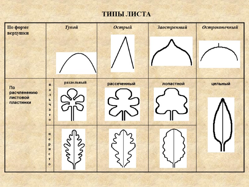 ТИПЫ ЛИСТА По расчленению листовой пластинки рассеченный лопастной цельный